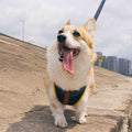 Pet Chest Strap Dog Leash