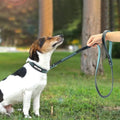 Engraved Anti-Lost Leather Dog Collar