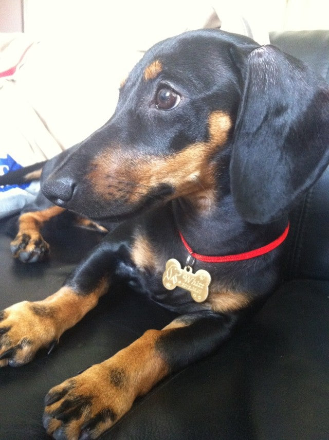 Custom Made Brass Dog Pendant