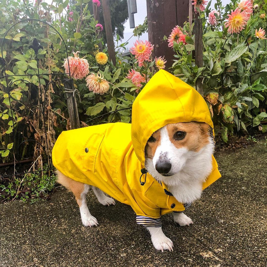 Windproof Waterproof Dog Raincoat