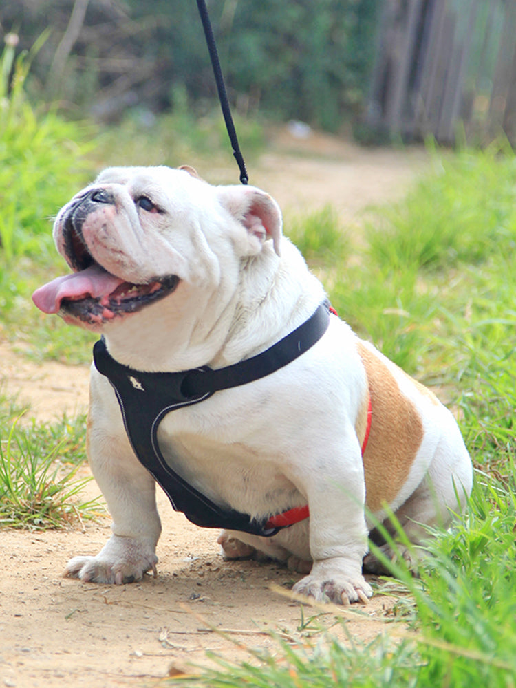 Dog Leash Collar Walking Dog Leash