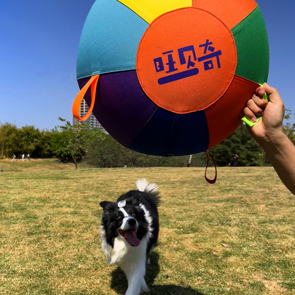Colorful Inflatable Dog Toy Ball