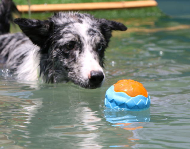Audible Glow Floating Dog Chew Toy