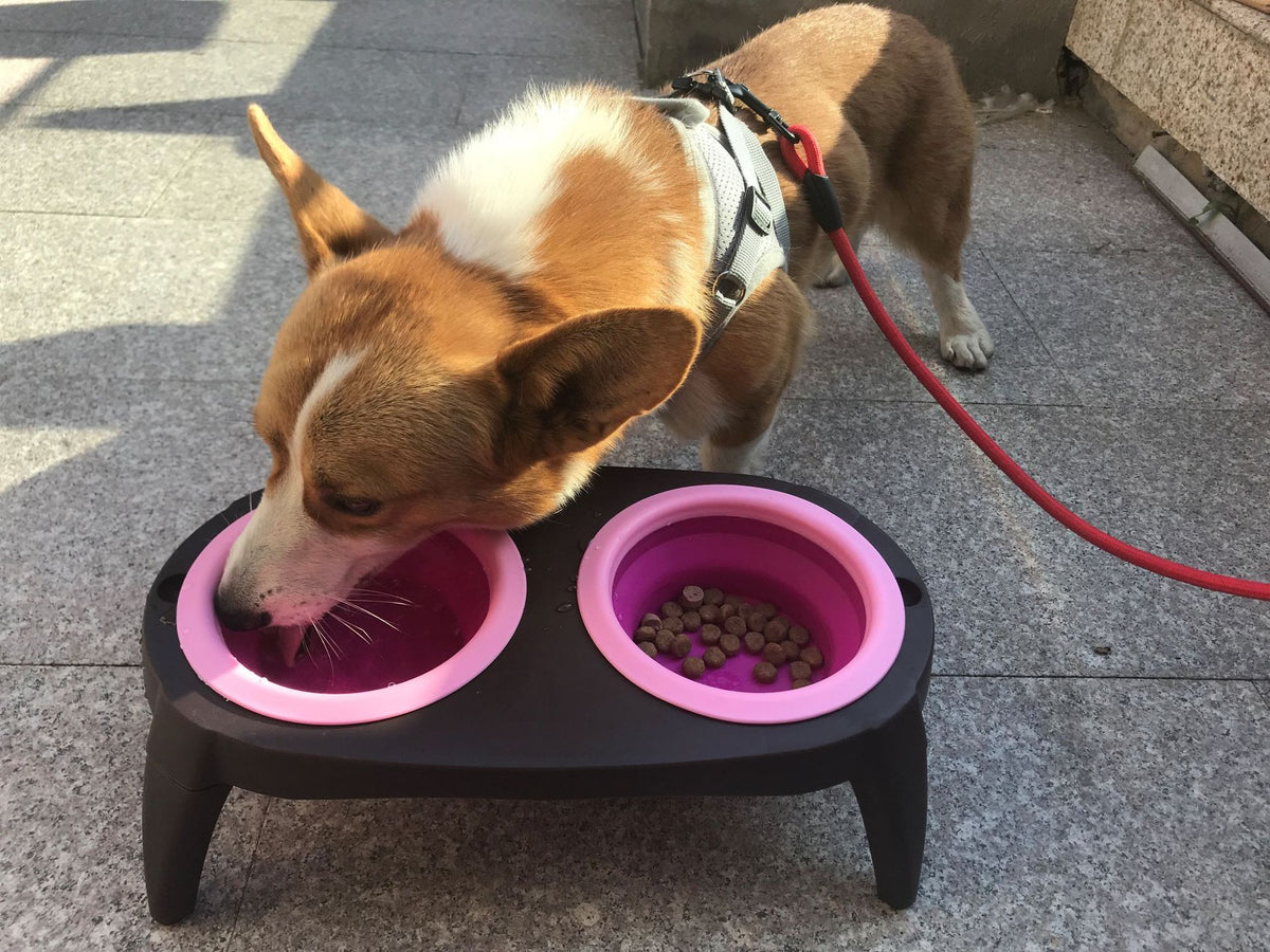 Folding Double Pet Bowl