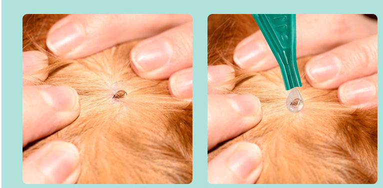 Abamectin Transdermal Solution