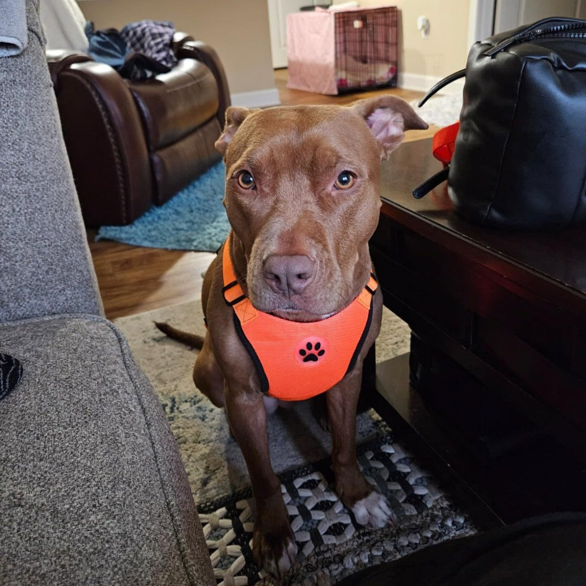 Reflective Dog Leash and Vest Chest Strap
