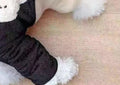 Cotton-Padded Fleece-Lined Four-Leg Dog Coat