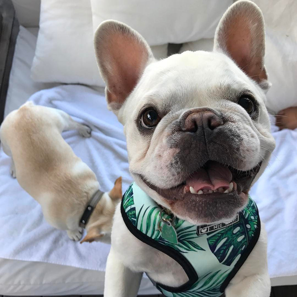 Small Dog Pet Harness