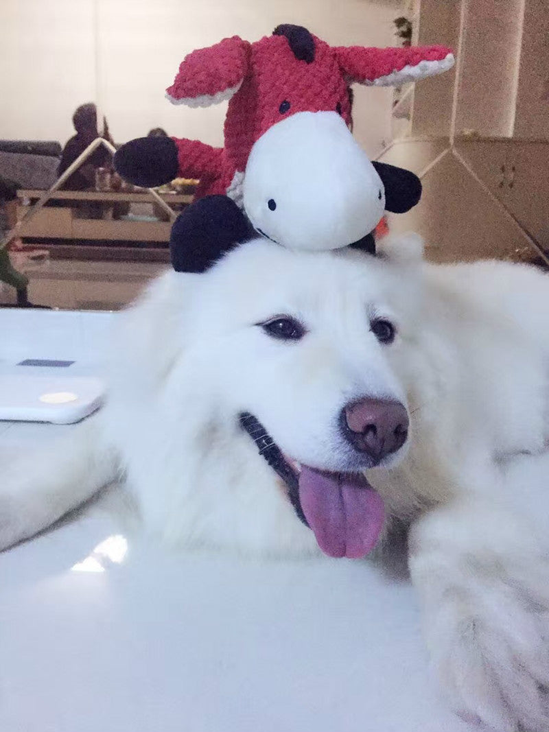 Vocal Plush Dog Toy
