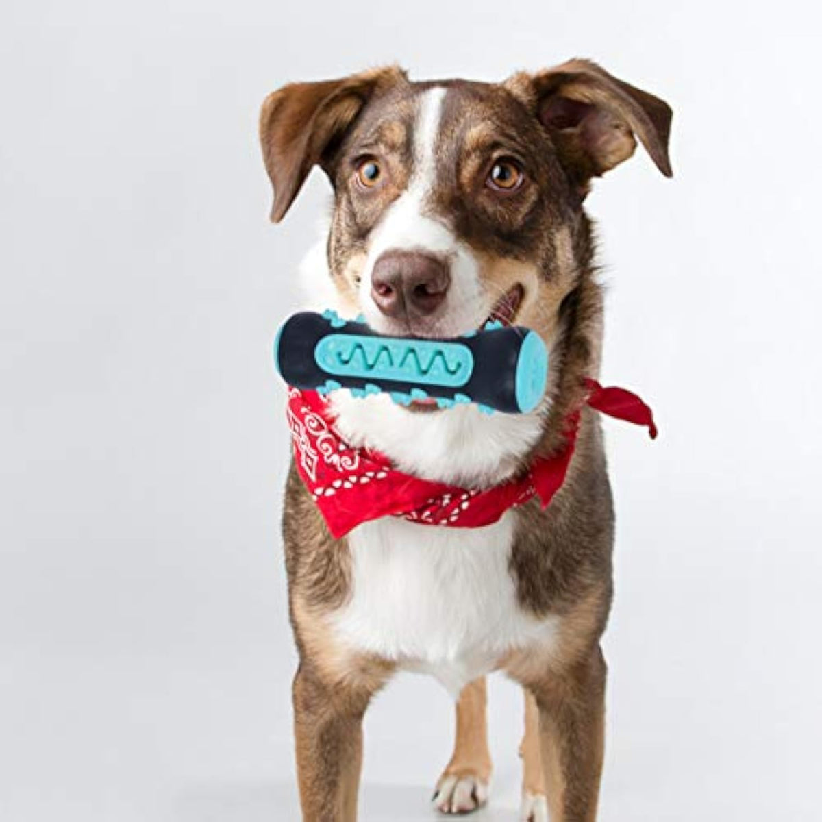 Natural Rubber Dog Toothbrush Chew Toy