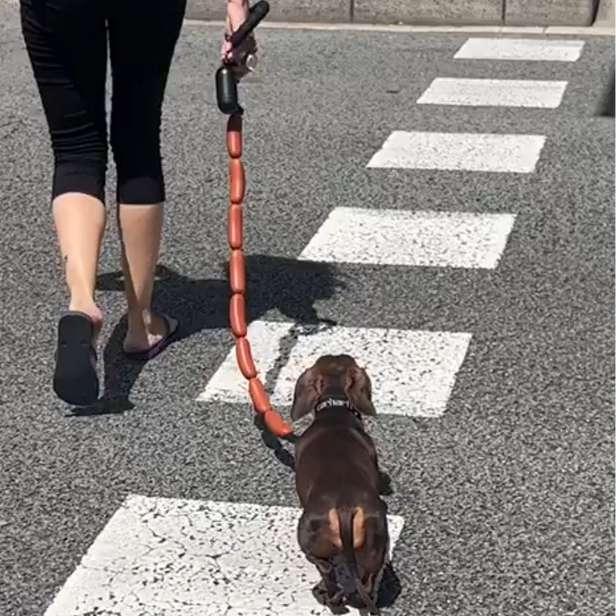 Dog Hand Holding Rope A Bunch Of Big Sausage
