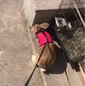 Small Pet Nylon Leash