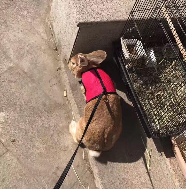 Small Pet Nylon Leash
