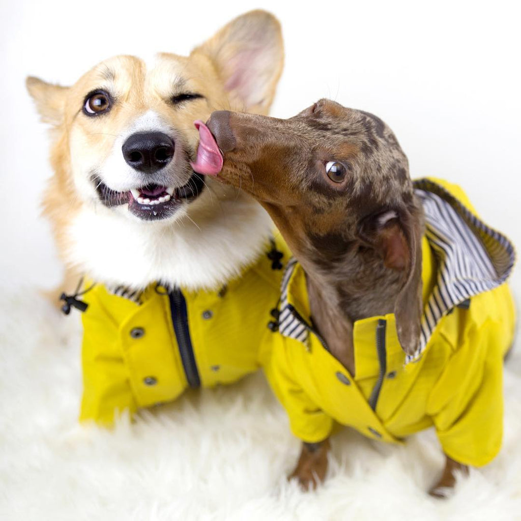 Windproof Waterproof Dog Raincoat