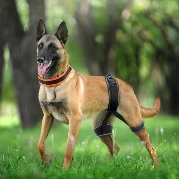 Dog Hip Support Belt