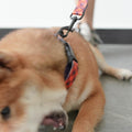 Floral Spiderweb Dog Collar and Leash