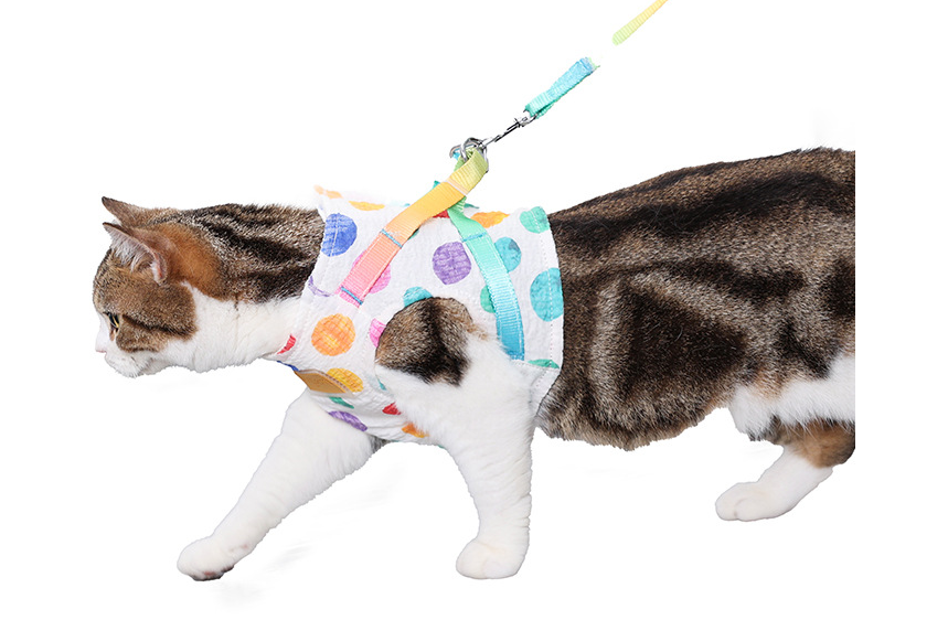 Pet Small Or Medium Sized Dog On A Chested Leash