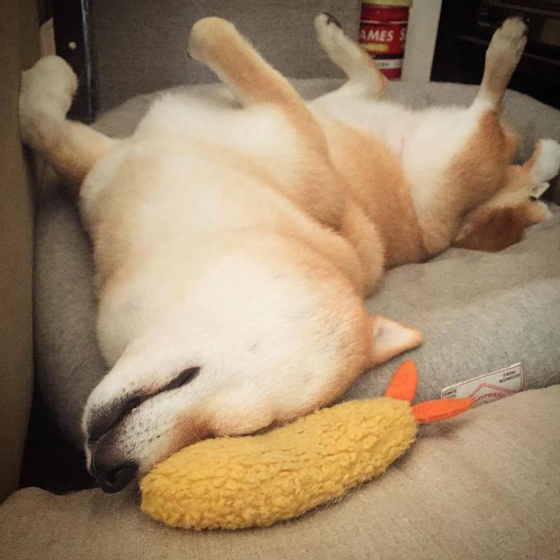 Fried Shrimp Tempura Plush Squeaky Dog Toy