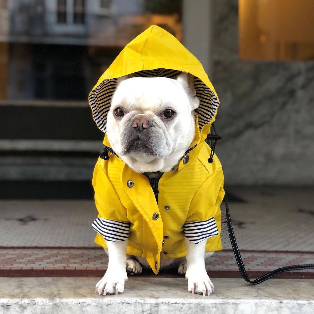 Windproof And Rainproof Pet Jacket