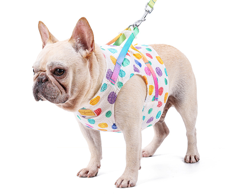 Pet Small Or Medium Sized Dog On A Chested Leash