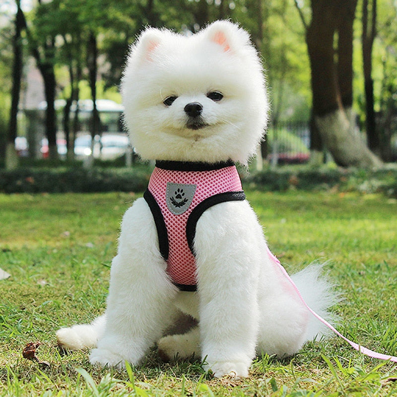 Pet Car Seat Belt and Leash