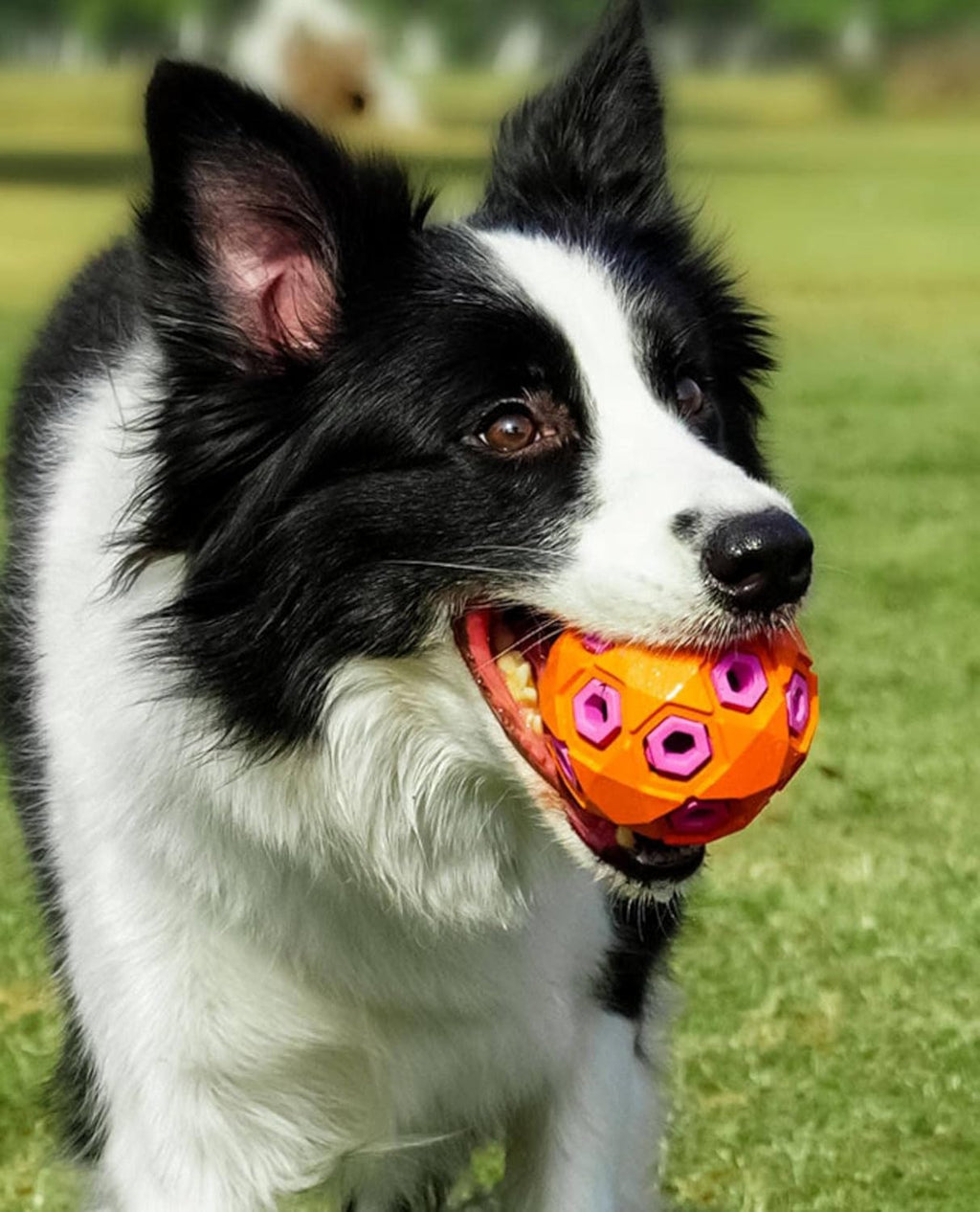 Dog Toy Bite-Resistant Anti-Stuffy Rugby Pet Big Dog Puppy Sound Tooth Cleaning Molar Toy