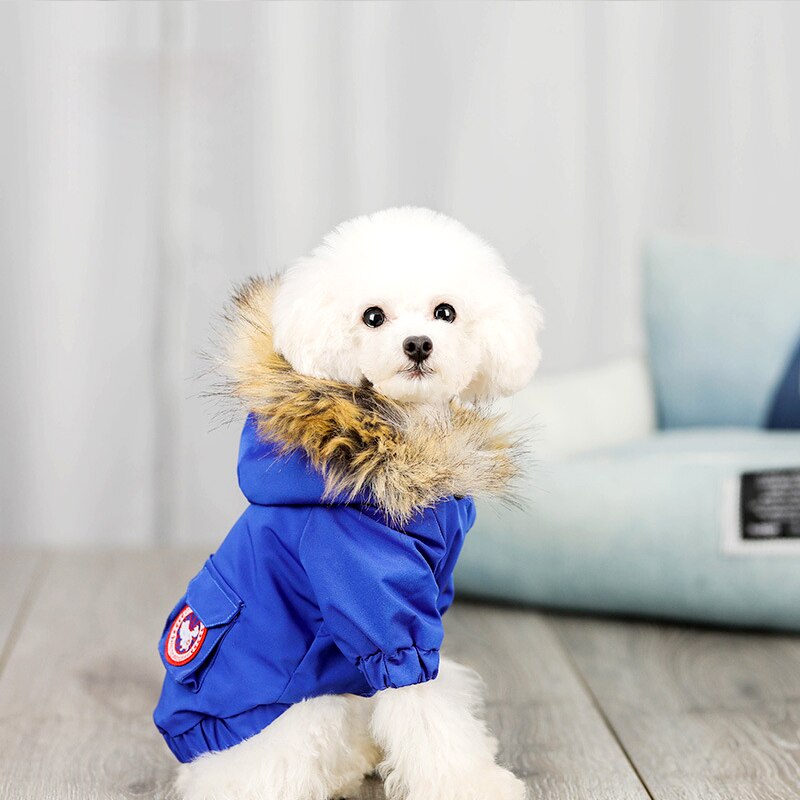 Pet Dog Clothes and Hat