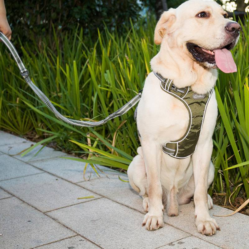 Fluorescent Pet Explosion-Proof Punch Elastic Retractable Dog Leash