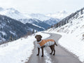 Waterproof Windproof Puppy And Dog Coat