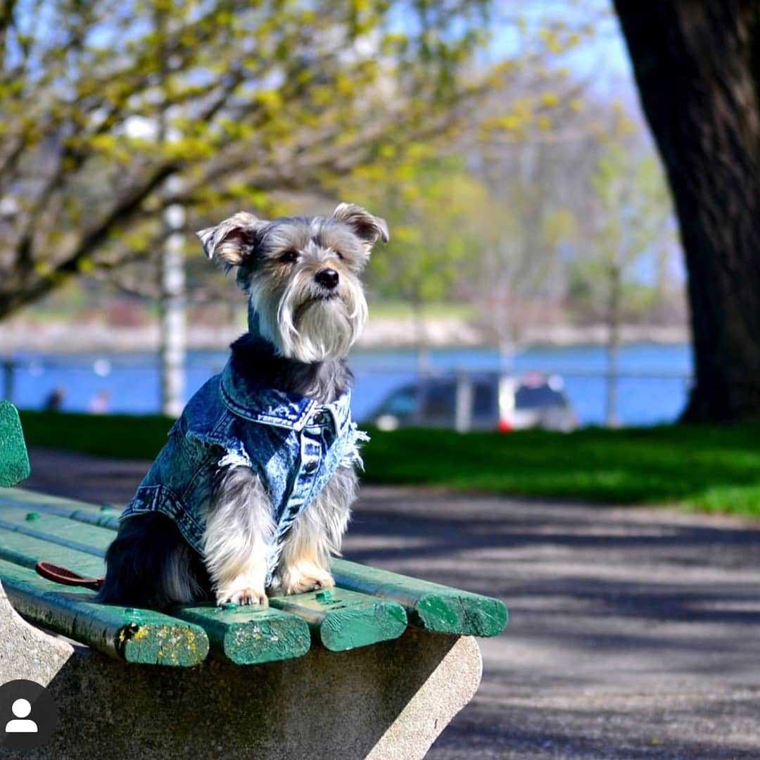 Washed Denim Dog Jacket
