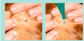Abamectin Transdermal Solution