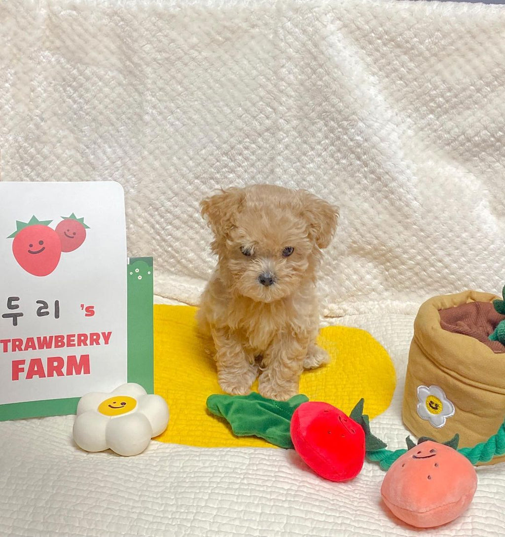 Strawberry Potted Plant Set Tibetan Food Bb Called Pull Toy