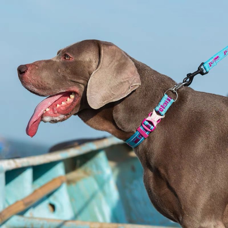 Pet P Chain Collar Explosion-Proof Reflective Large, Medium And Small Dogs Pet Supplies