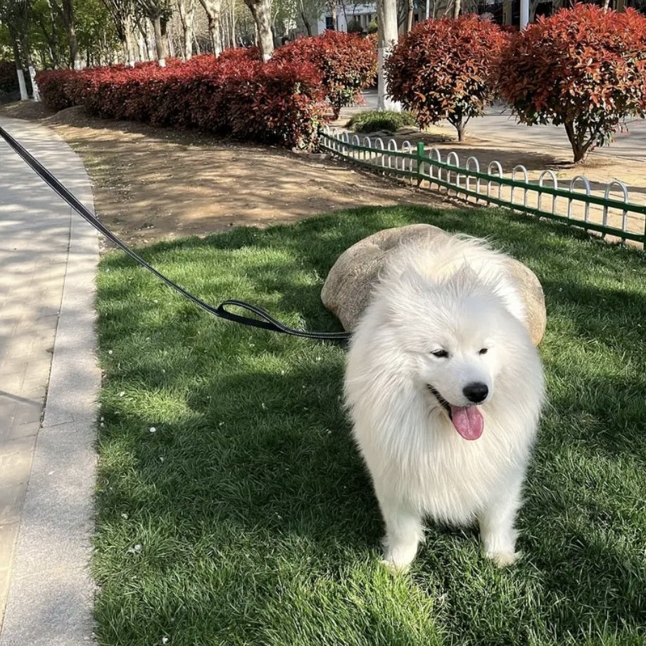 Reflective Nylon Leash for Medium to Large Dogs