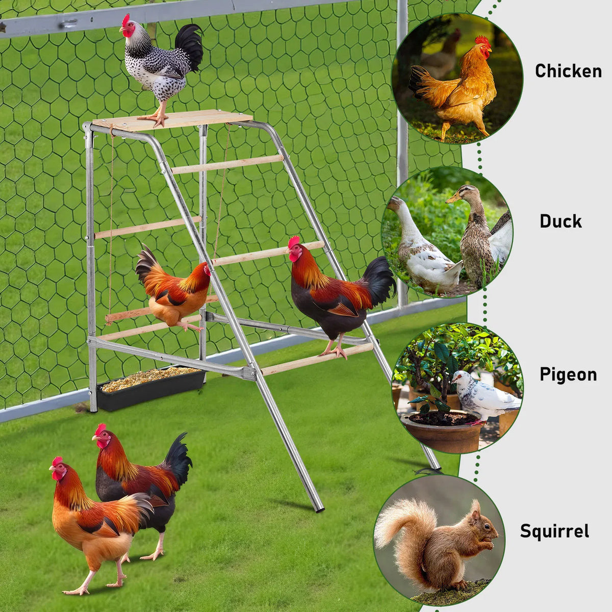 103*50*100Cm Outdoor Chicken Perch