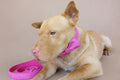 Dog Collar Leash Collar