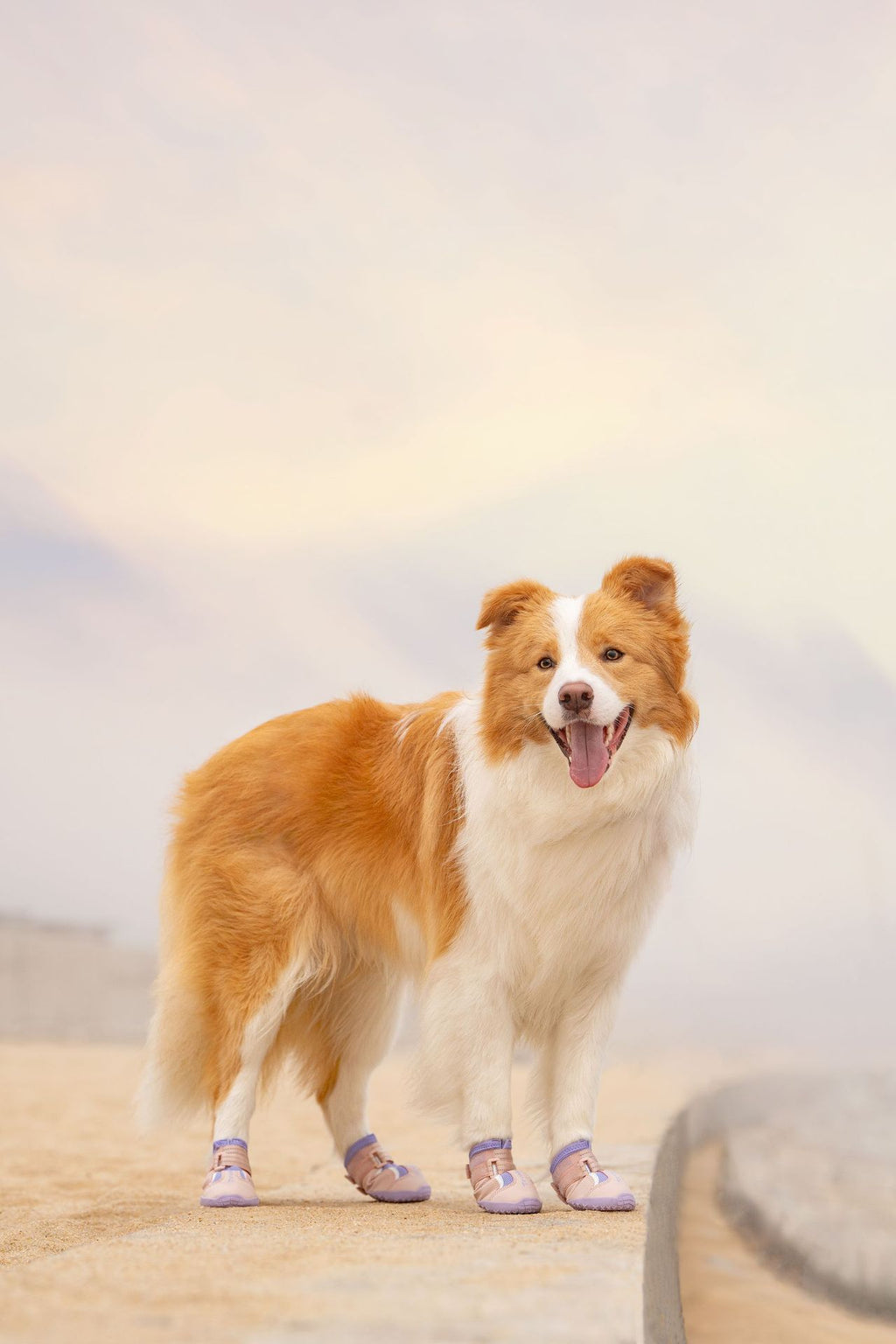 Breathable Anti-Dirty Dog Shoes