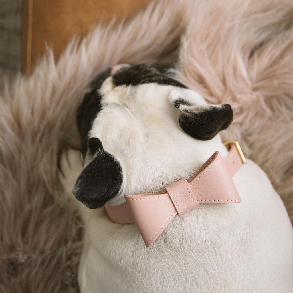 Pet Cute Bow Collar Leash Set