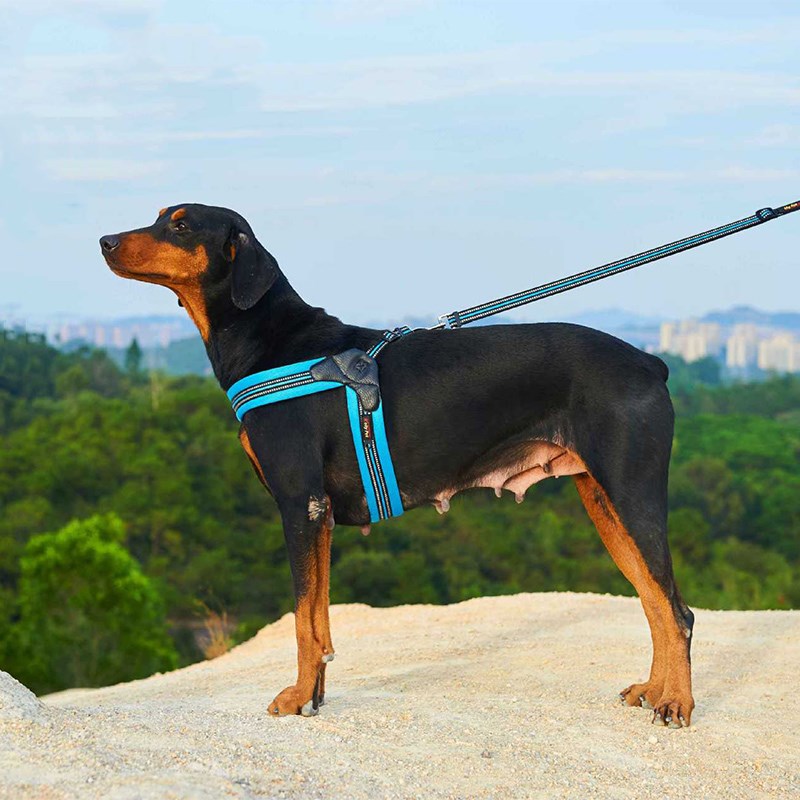 Pet Chest Harness Traction Rope Set