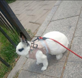Pet Bunny Vest