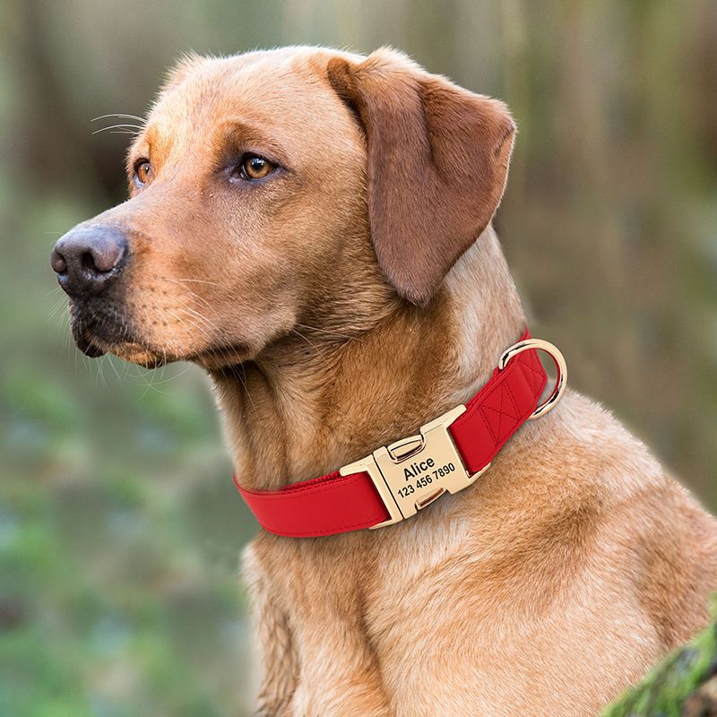 Small Corgi Dog Collar