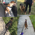 Going Out Explosion-Proof Rush Dog Leash Elastic Reflection