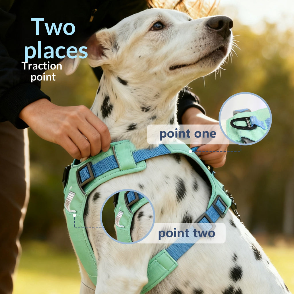 No-Pull Dog Leash Set For All Sizes