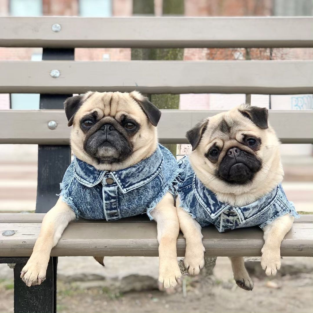 Washed Denim Dog Jacket
