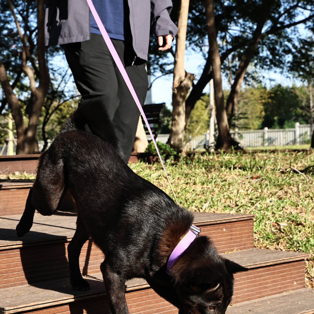Honeycomb Embossed Dual-Color Pet Leash Set Is Stylish And Fashionable. The Embossed Surface Enhances The Leash'S Grip, Preventing Slippage