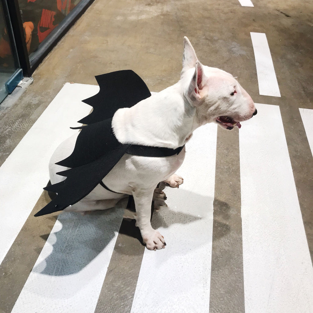 Black Pet Bat Wing Accessory