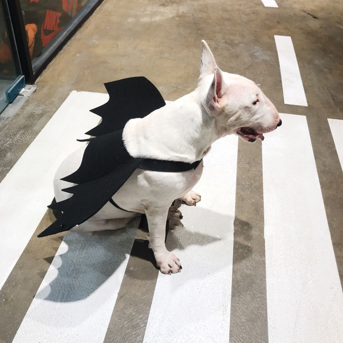 Black Pet Bat Wing Accessory