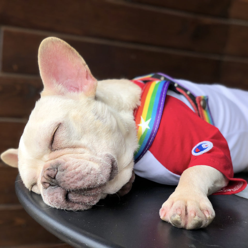 Rainbow Dog Chain Leash