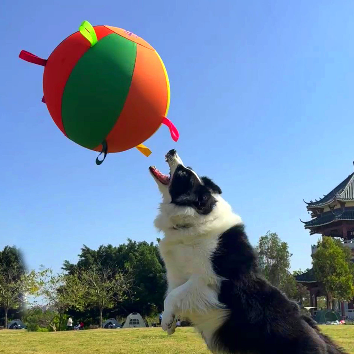 Colorful Inflatable Dog Toy Ball