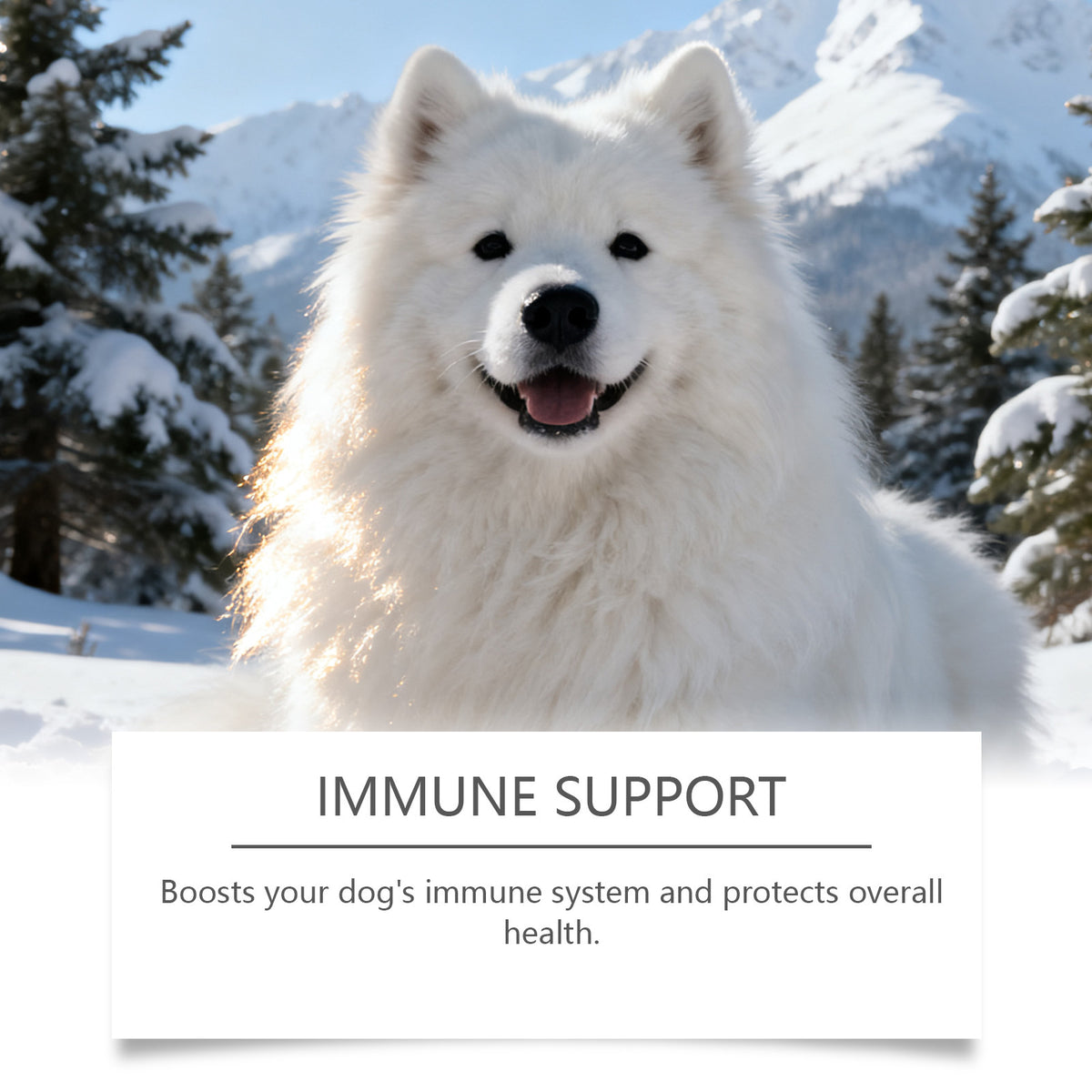 Collagen Drops For Dogs